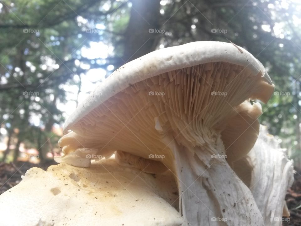Big mushroom in the mountains