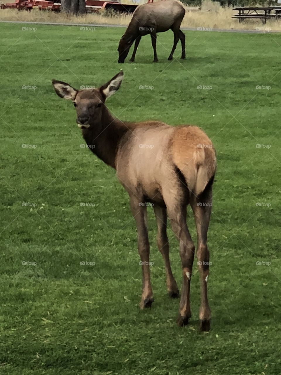 Elk at Mammoth Springs in Yellowstone