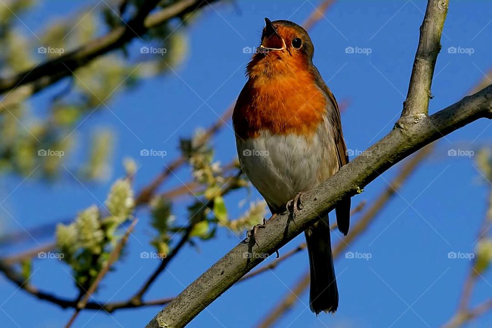 Close up on a Robin warbling on a branch of a blooming tree under a bright blue sky in Suscinio