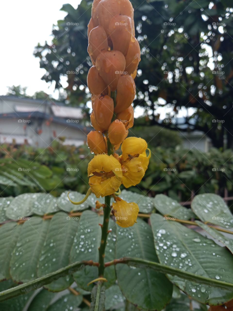 wet king of the Forest