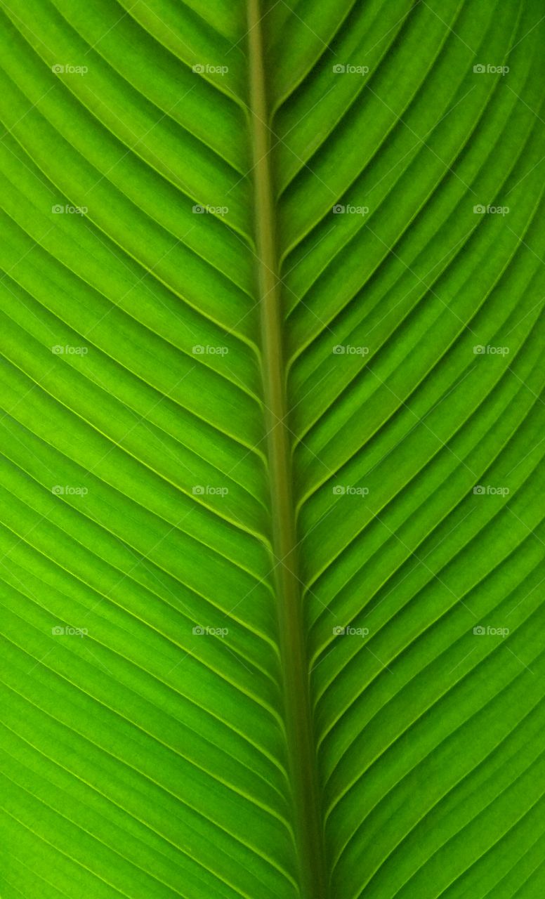 green leaf