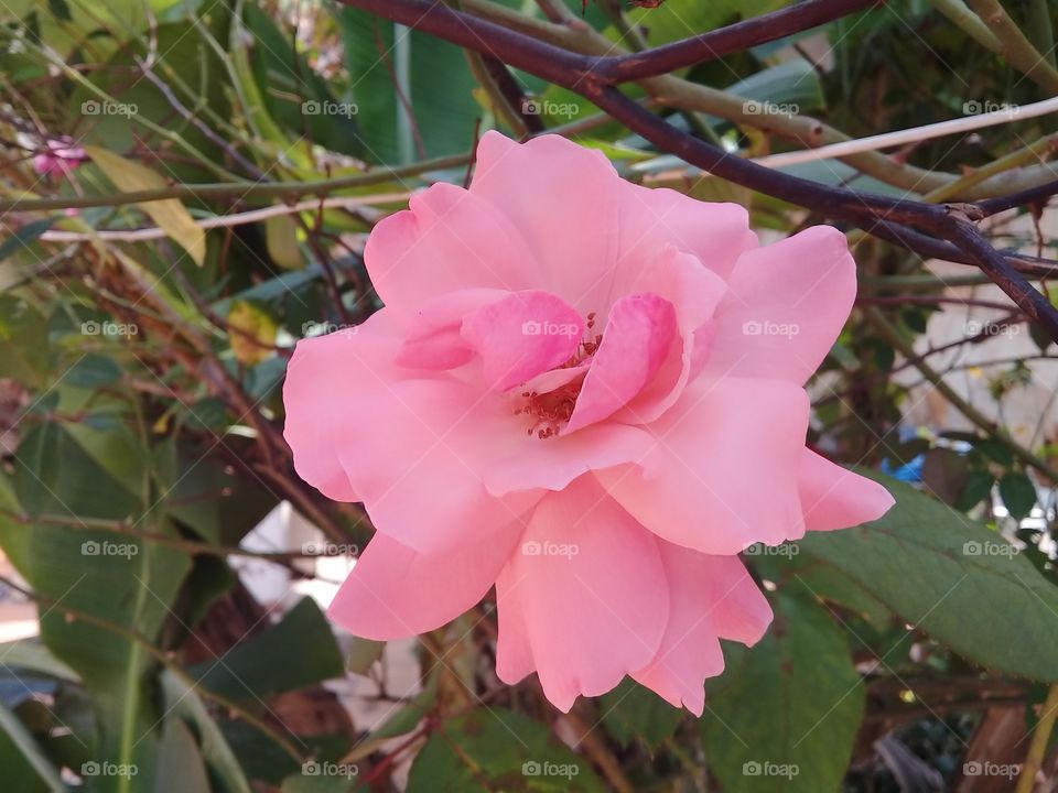 Beautiful pink Rose.  Spring time Brazil