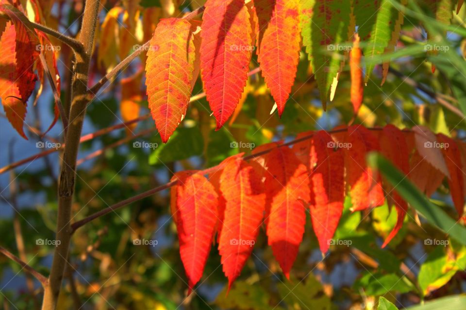 Fall Sumac.