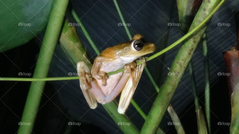 lady frog