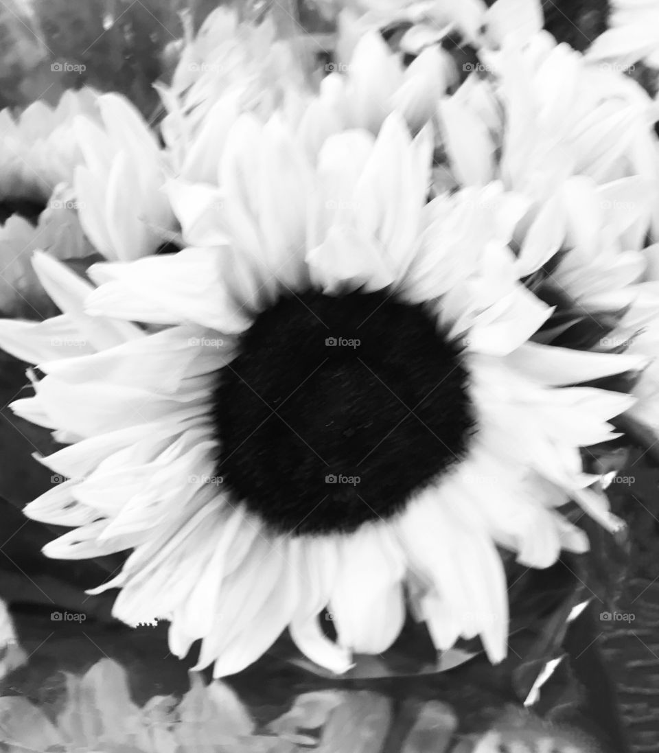 Black and white photograph of a beautiful and gorgeous sunflower in the garden on a nice spring day 