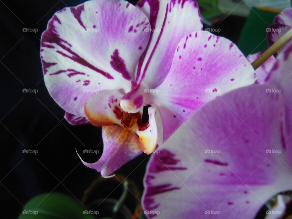 Close up purple splashed orchid 