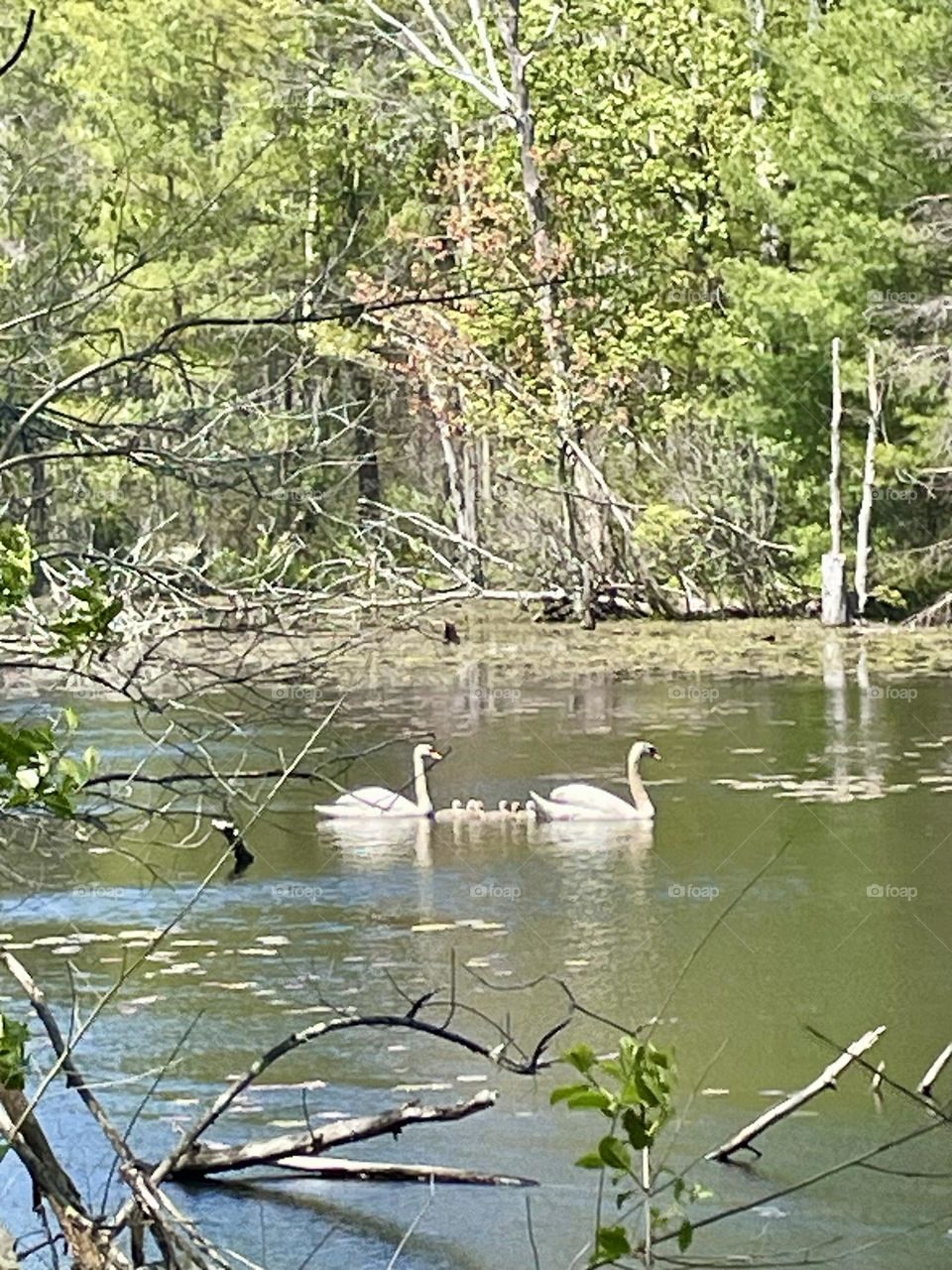 Two adult swans glide gracefully across the pond, flanking six baby swans that swim closely together in perfect harmony. The family moves as one, creating a serene and heartwarming scene on the calm water.