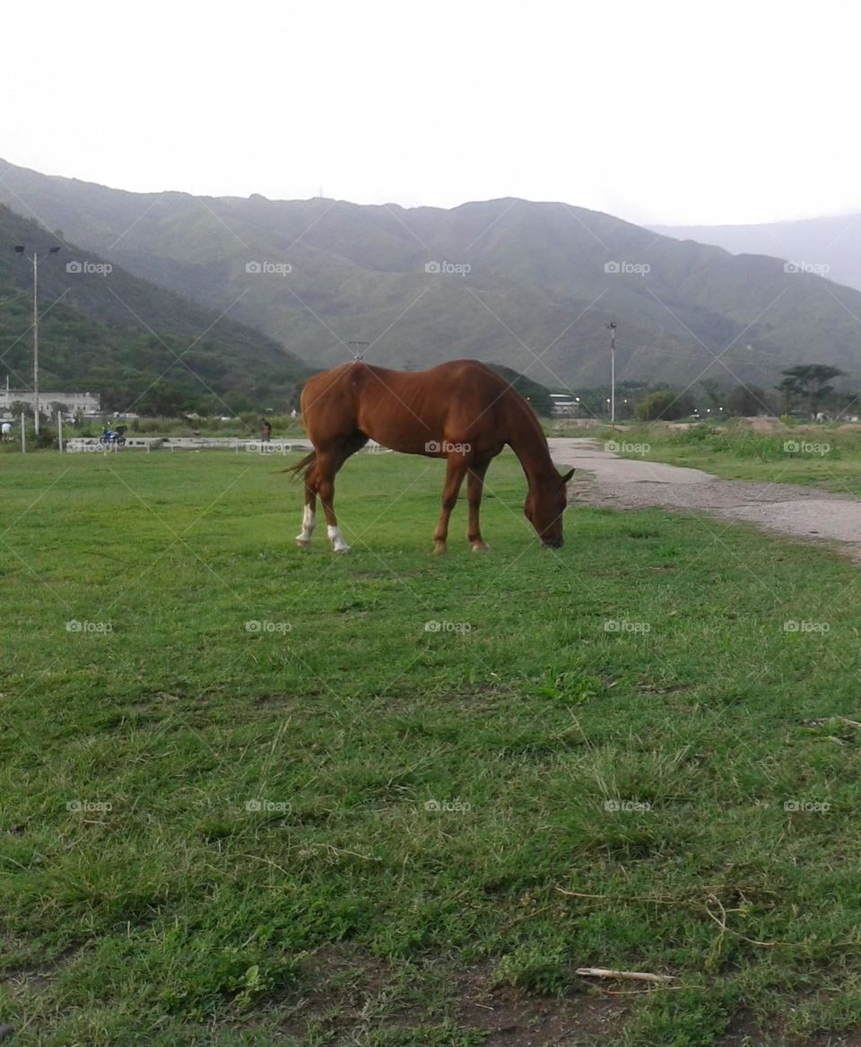 beautiful horse enjoying the meadow and nature.