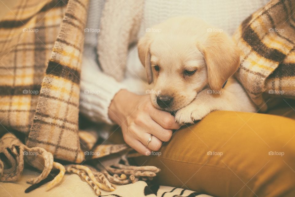 Puppy lying on person lap