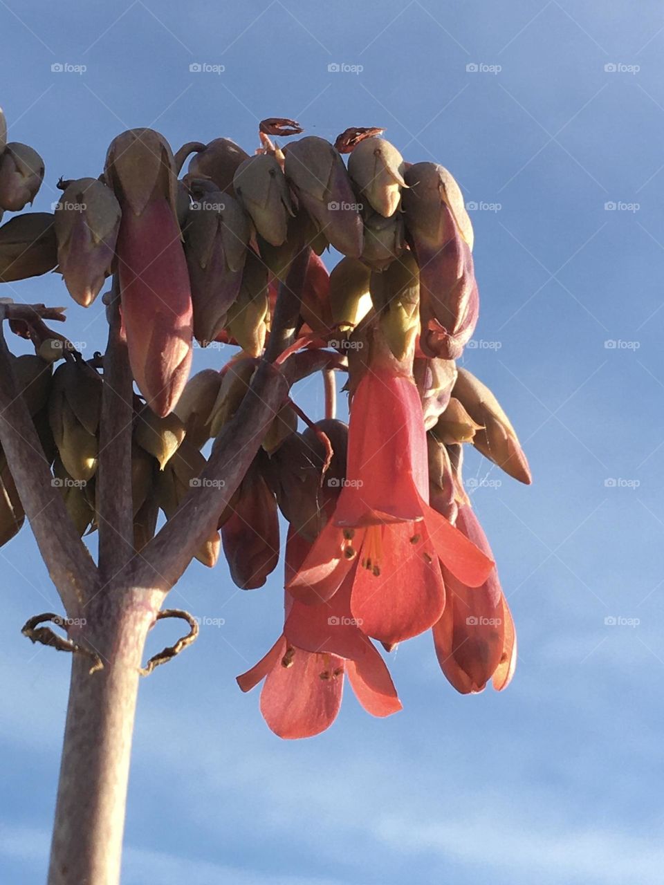 Evening light on succulent flower