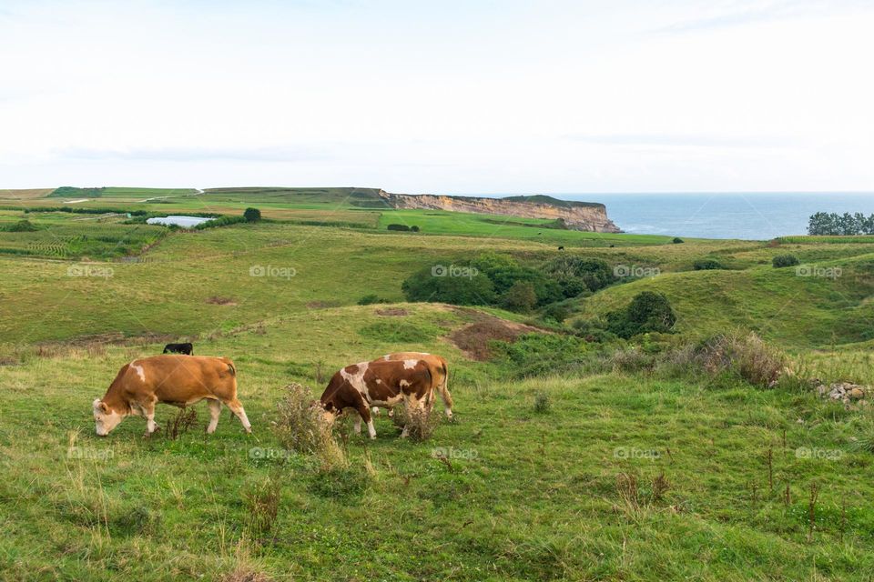 Panoramic view of the landscape, with some cows grazing, and coastline of Punta Ballota, at the Cantabrian Sea, Northern Spain. Punta Ballota, Tagle, Cantabria, Spain.