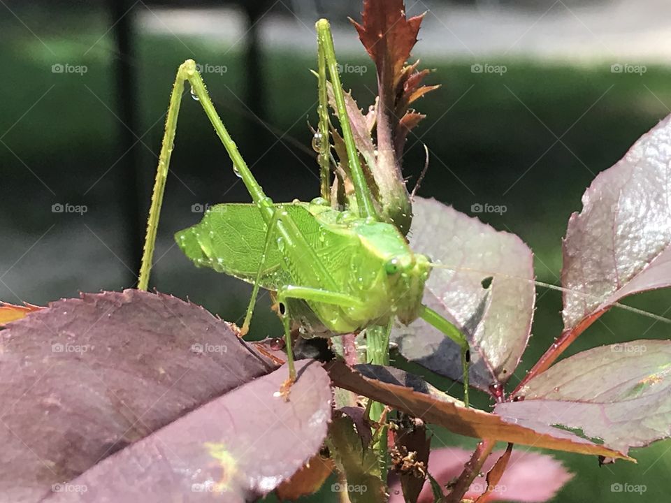 Beautiful green grasshopper 