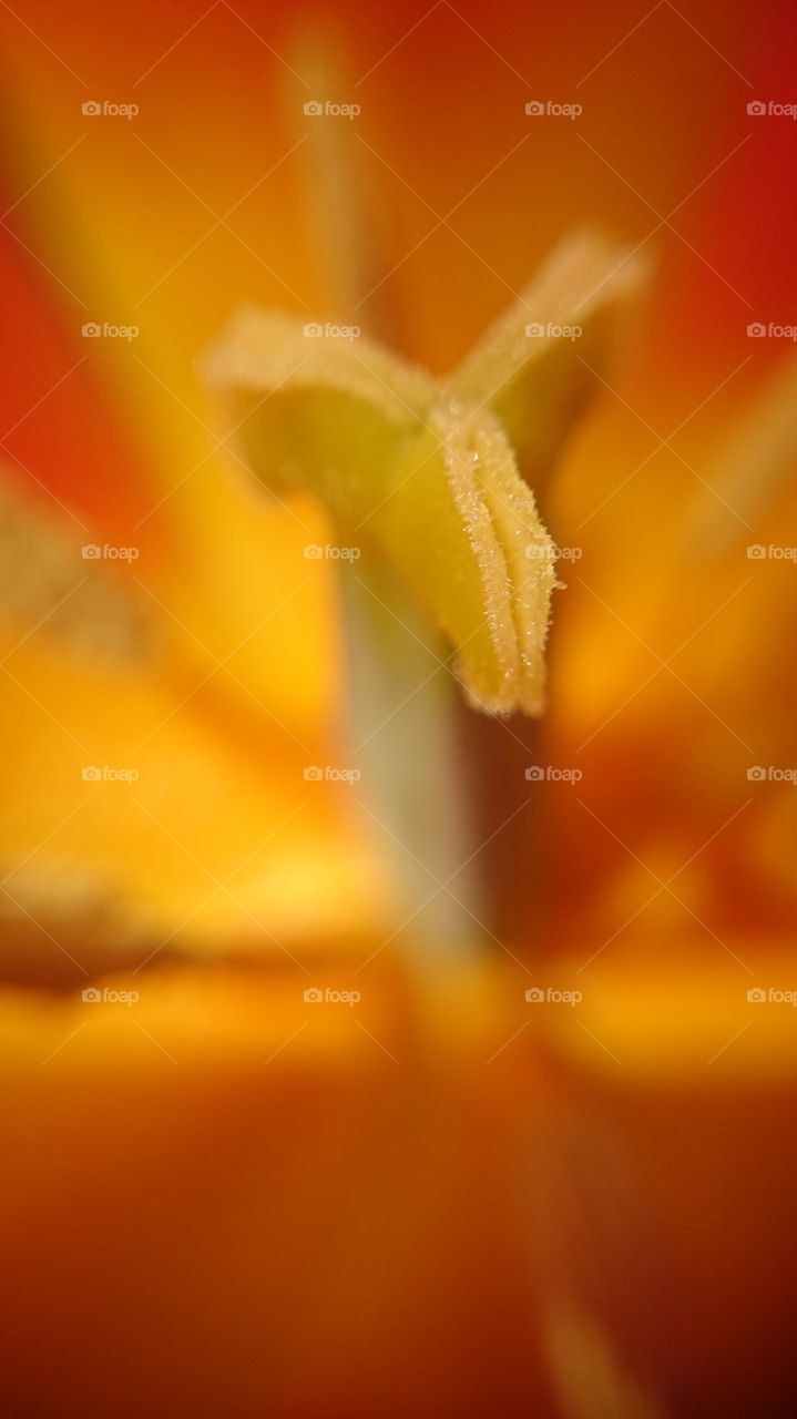 pistil inside a tulip close up macro shot