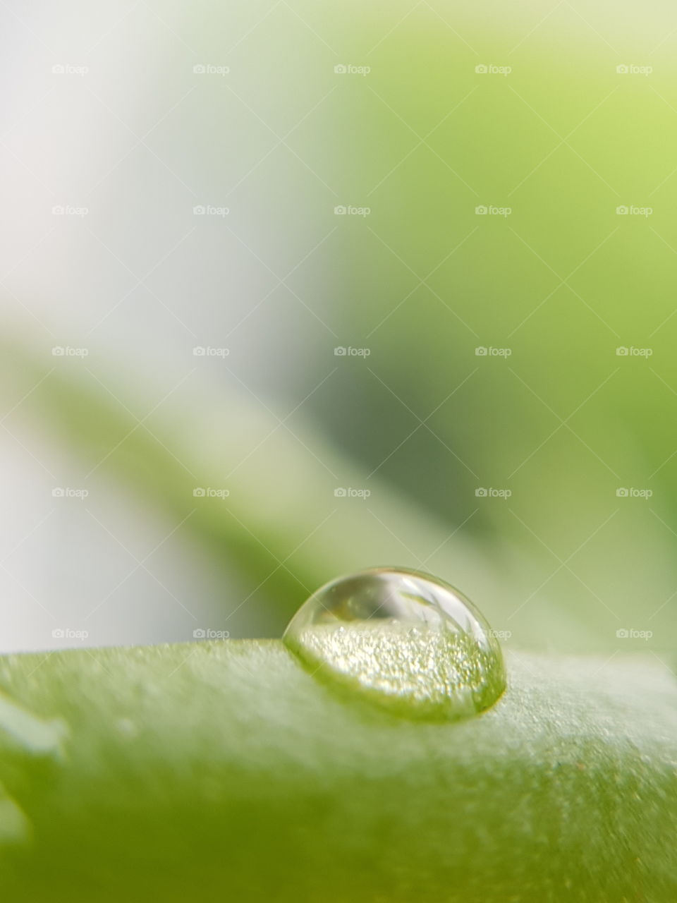 water drop on 
xerophyte plant green fresh