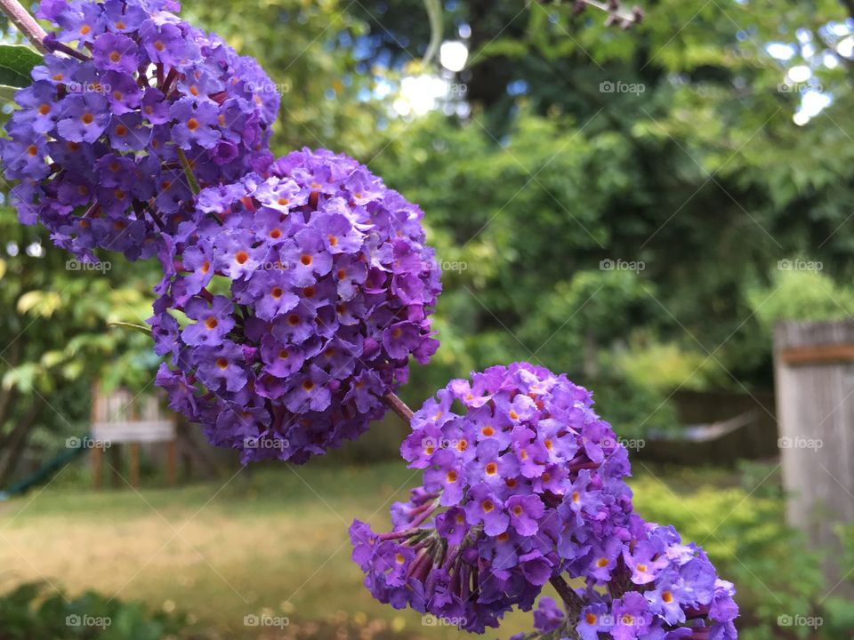 Nature, Flower, Garden, Flora, No Person