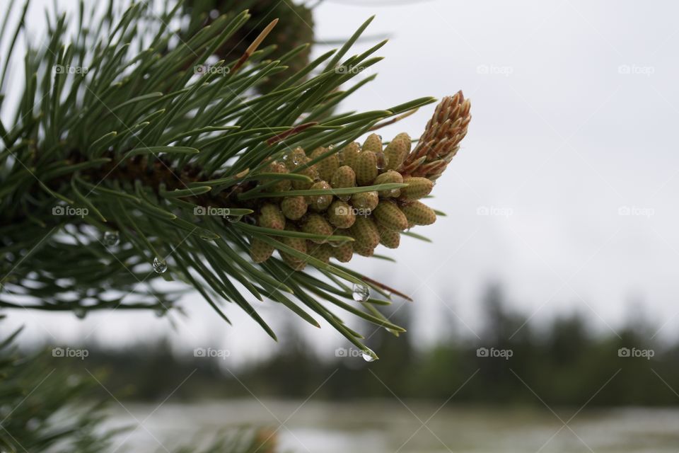 Water drops from melting snow in spring on evergreen branch in forest 