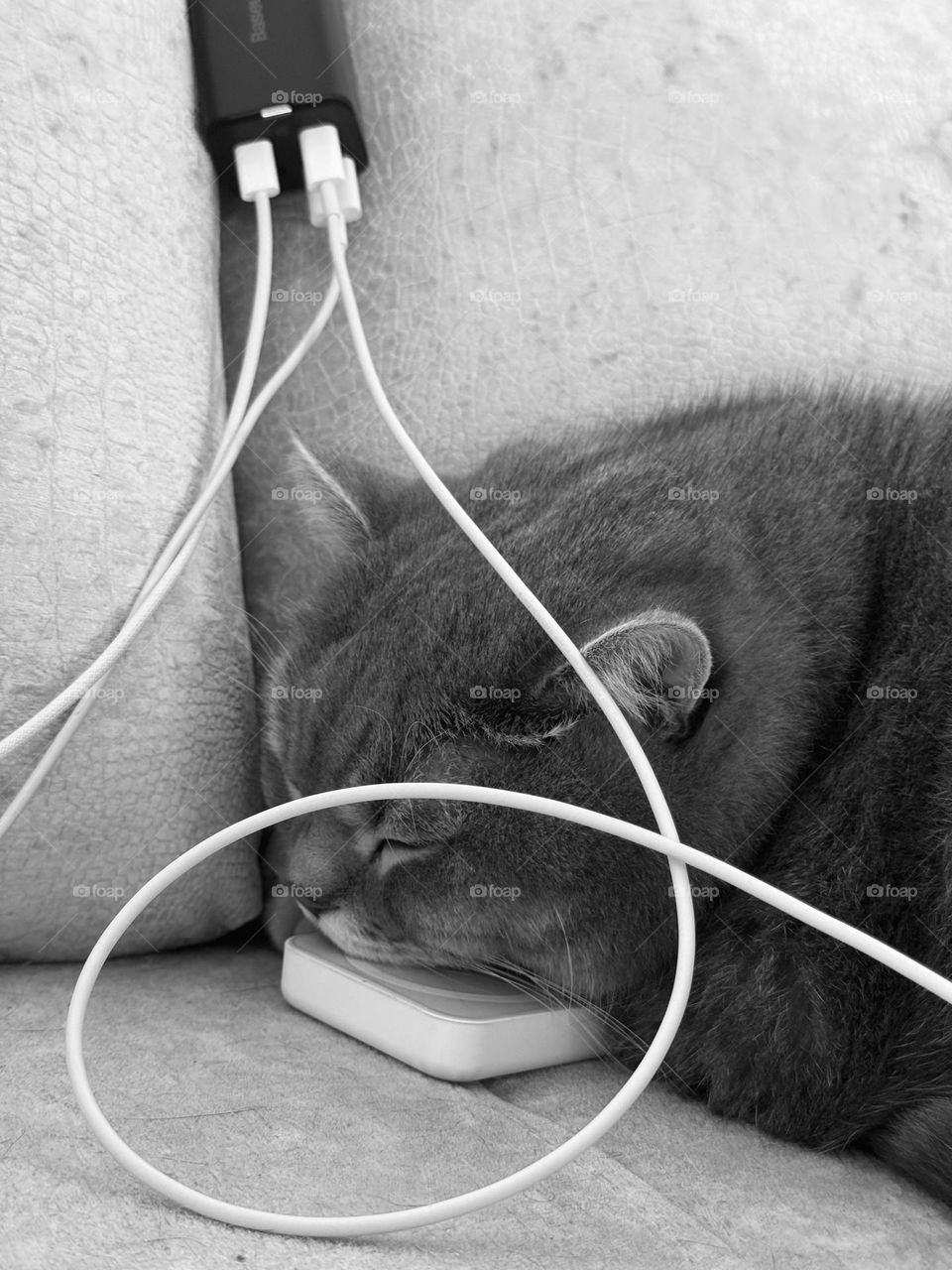 Charging cat