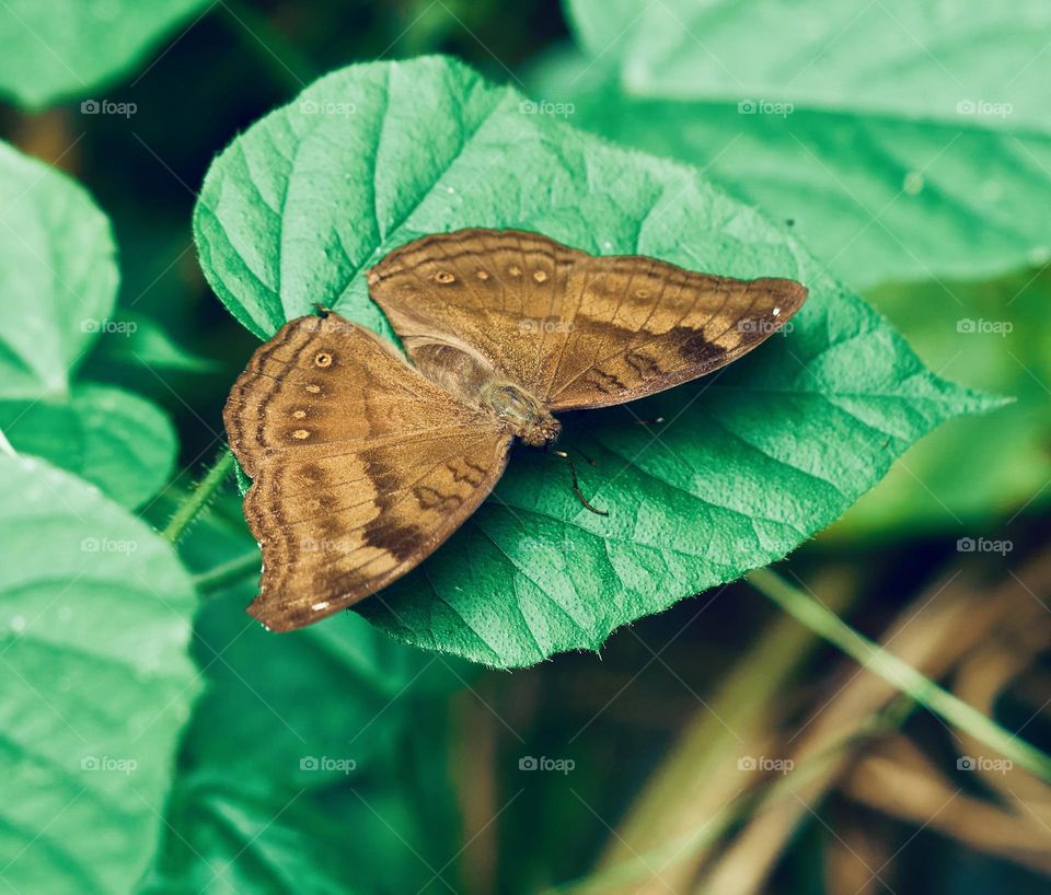 Butterfly photography - Natural lighting 