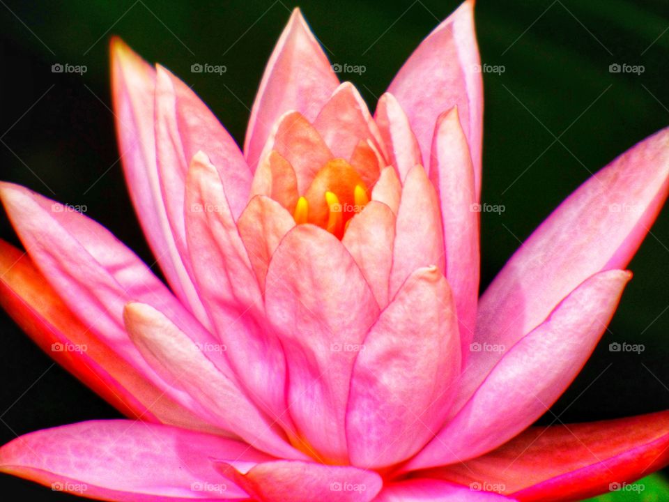 Beautiful pink lily in Indiana 