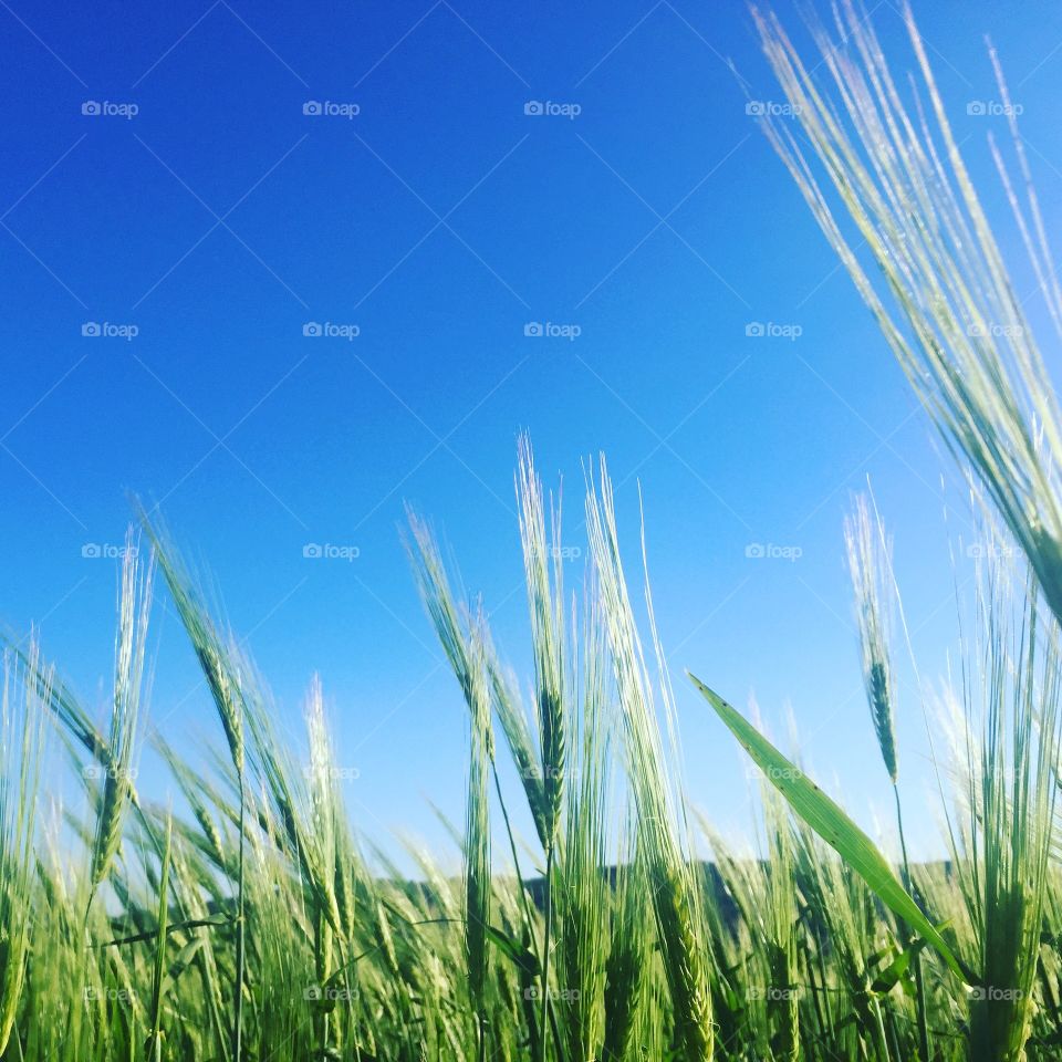 Rural, Pasture, Wheat, Cereal, Grass