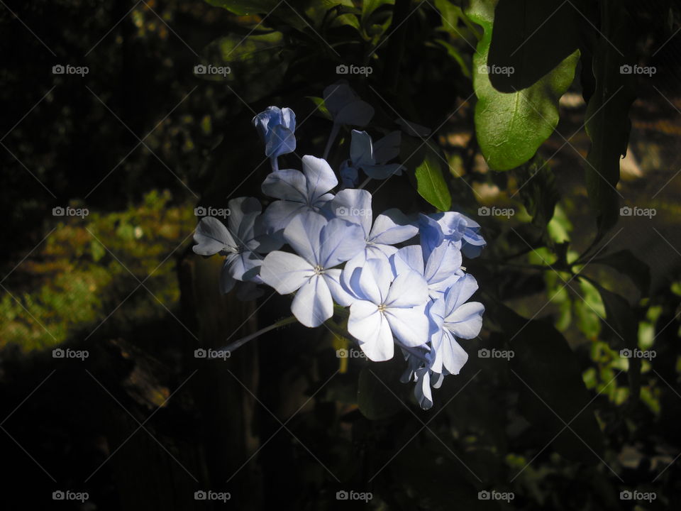 Blue Flowers in light and shade