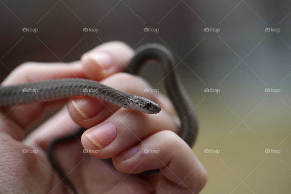 Smiling snake