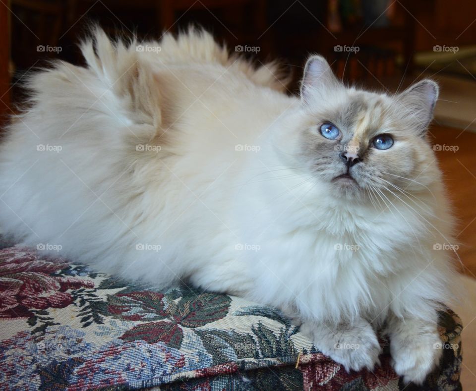 Portrait of white cat
