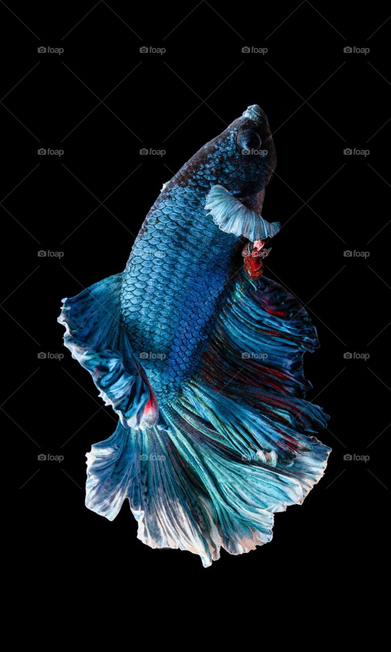 A beautiful Blue color fish in black background ocean
