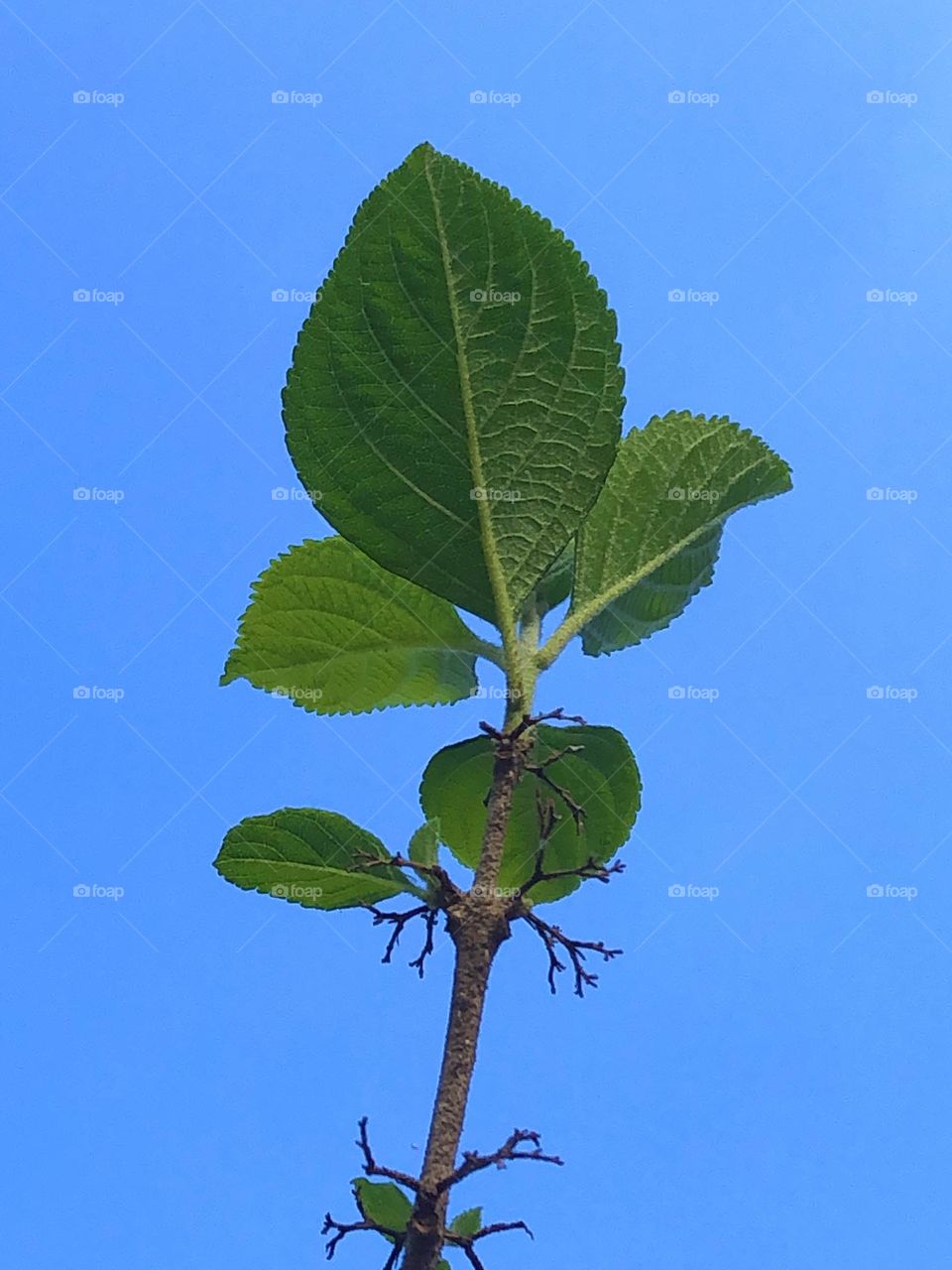 Love how this small cluster of green leaves is growing towards the bluest of skies here on the ranch in Texas!