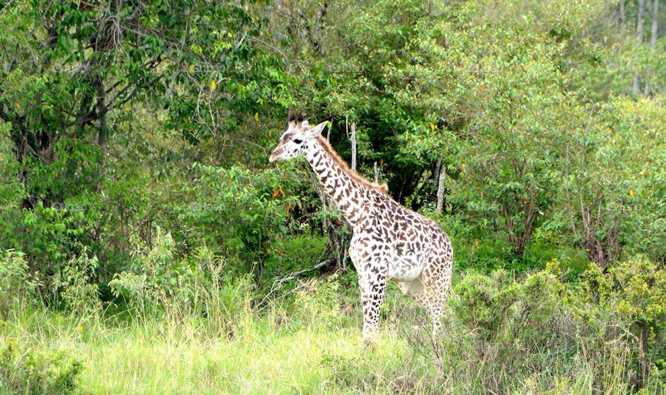 Baby giraffe