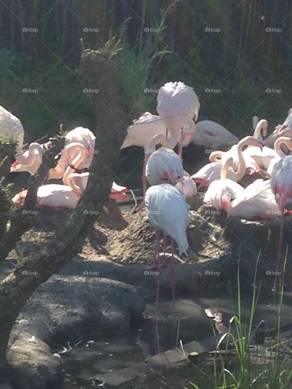 Flock of pink flamingoes