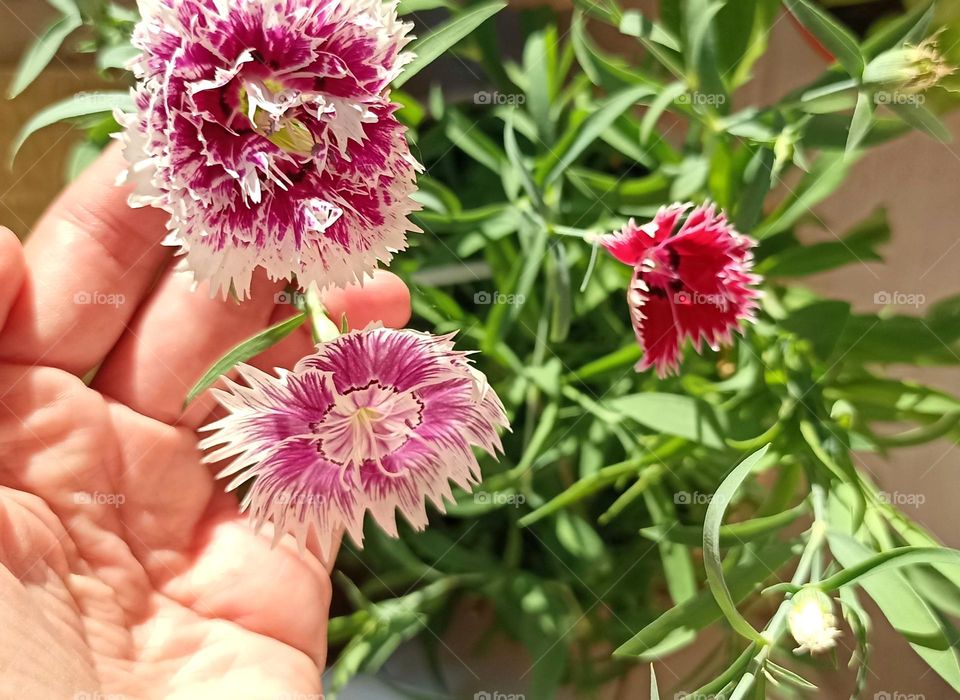 gardening flowers and female hand love earth