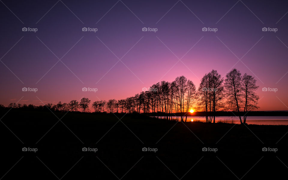 Silhouette of tree during sunset