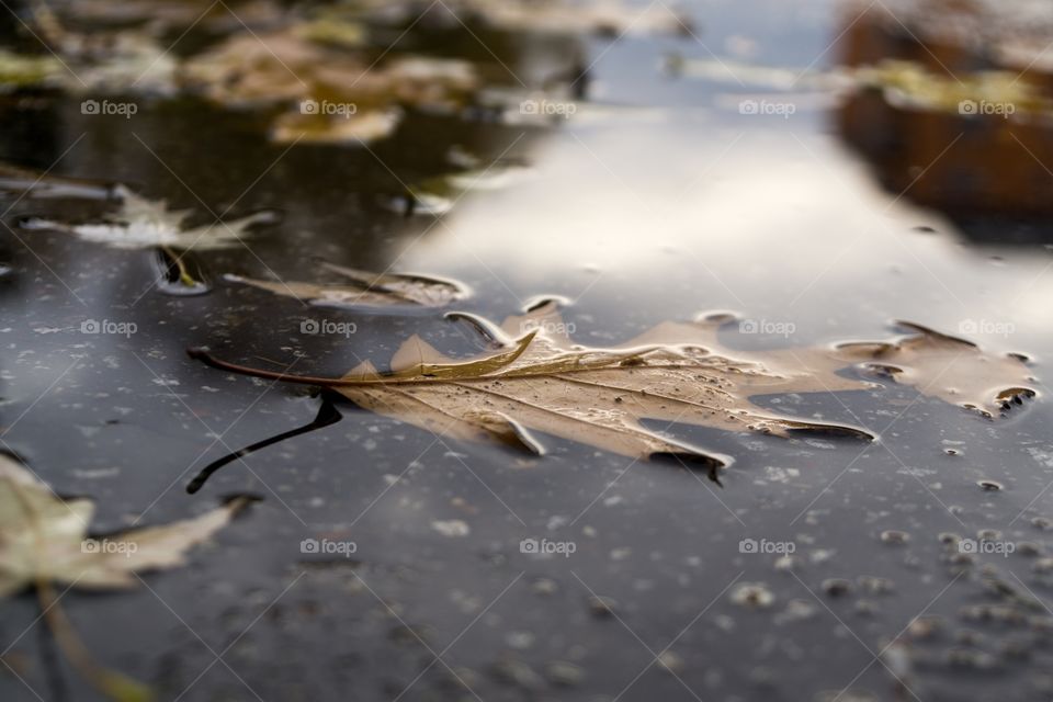 leaf in the puddle