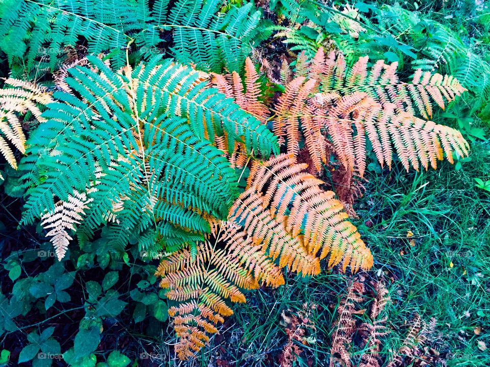 Colourful fern leaves