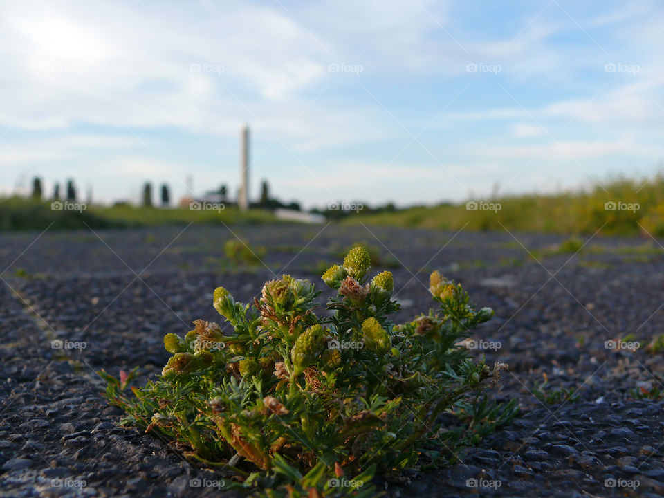 Close-up of plant growing on asphalt against cityscape in Berlin, Germany.