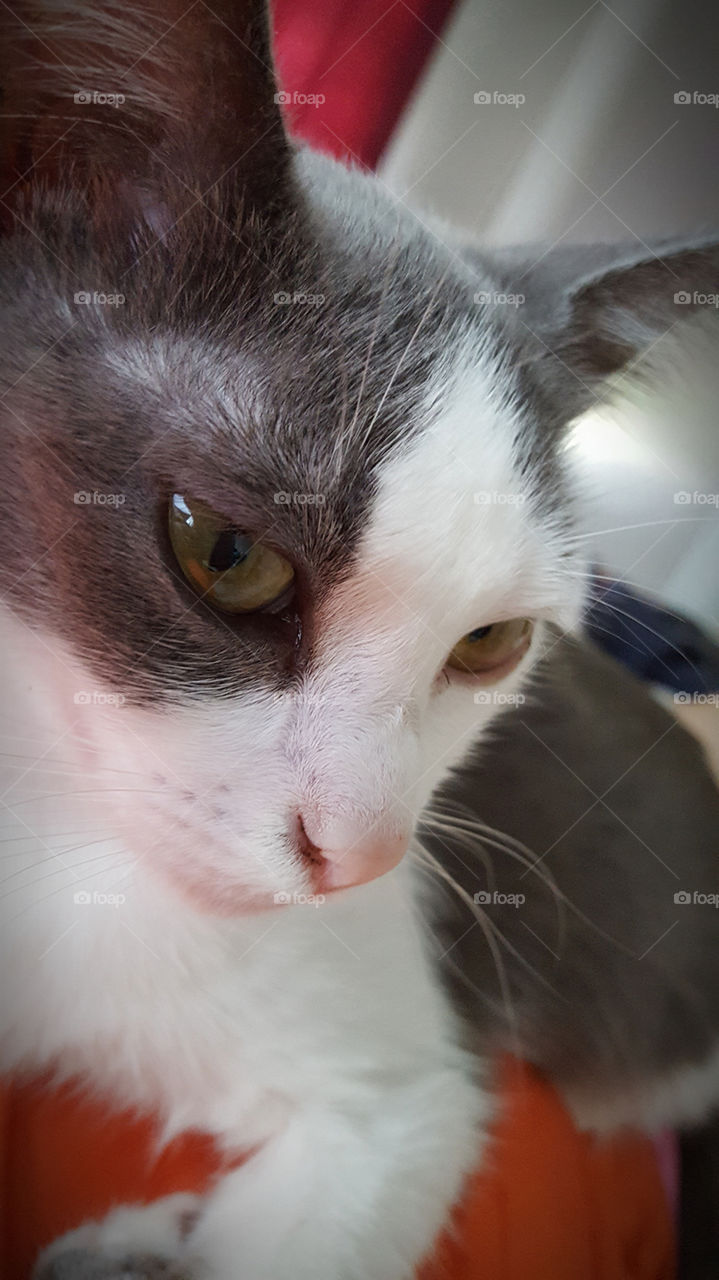 Gray and white kitty cat