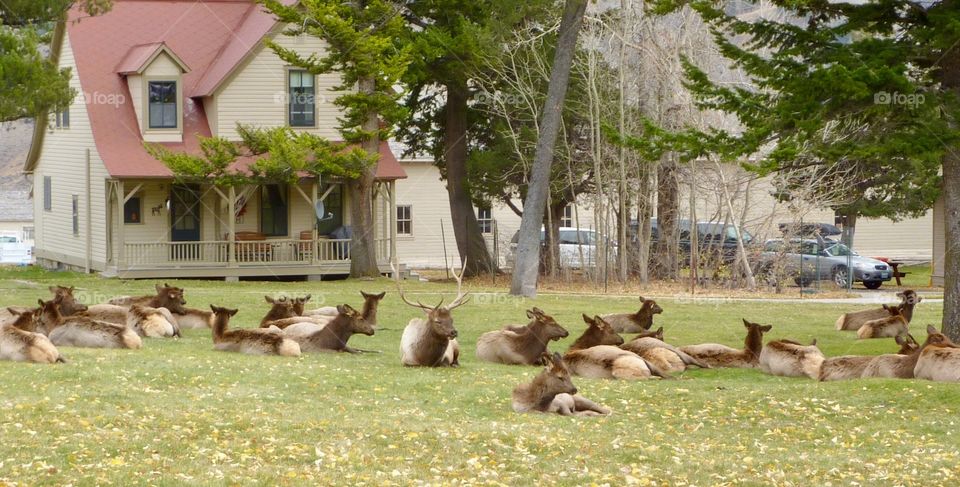 Afternoon Siesta in Mammoth 