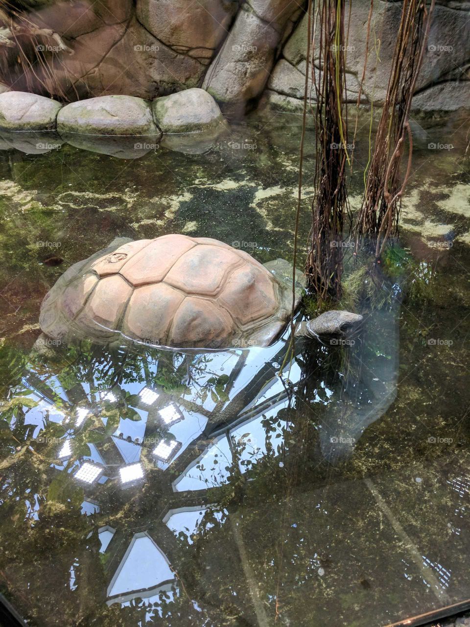Happy little turtle