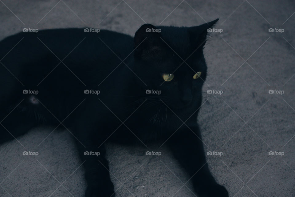 Black cat 