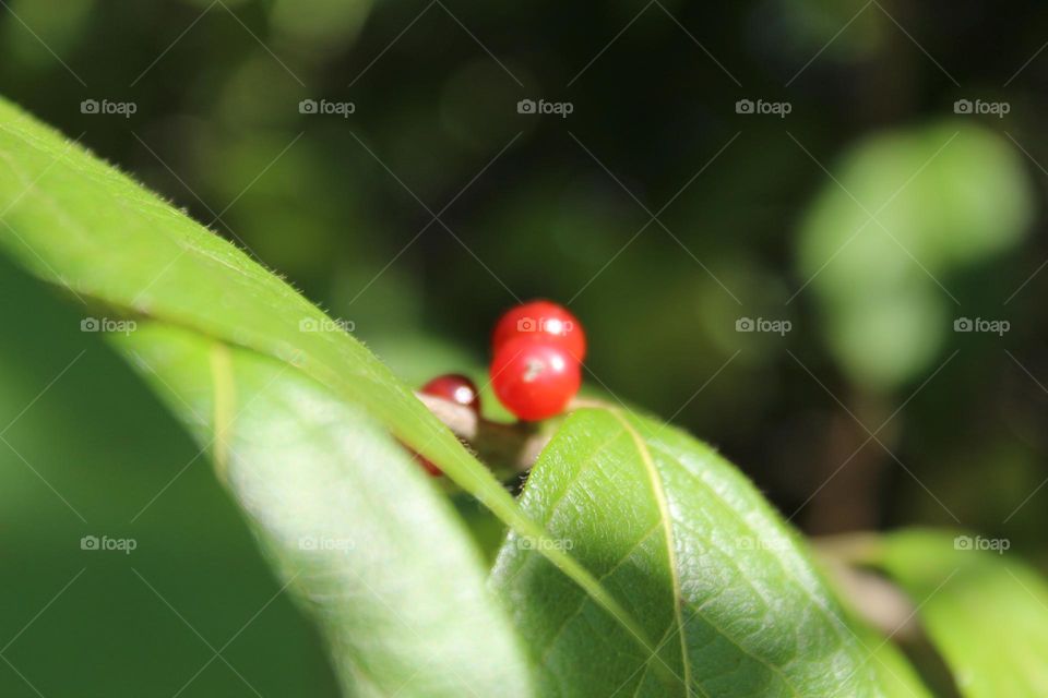 Berry Foliage