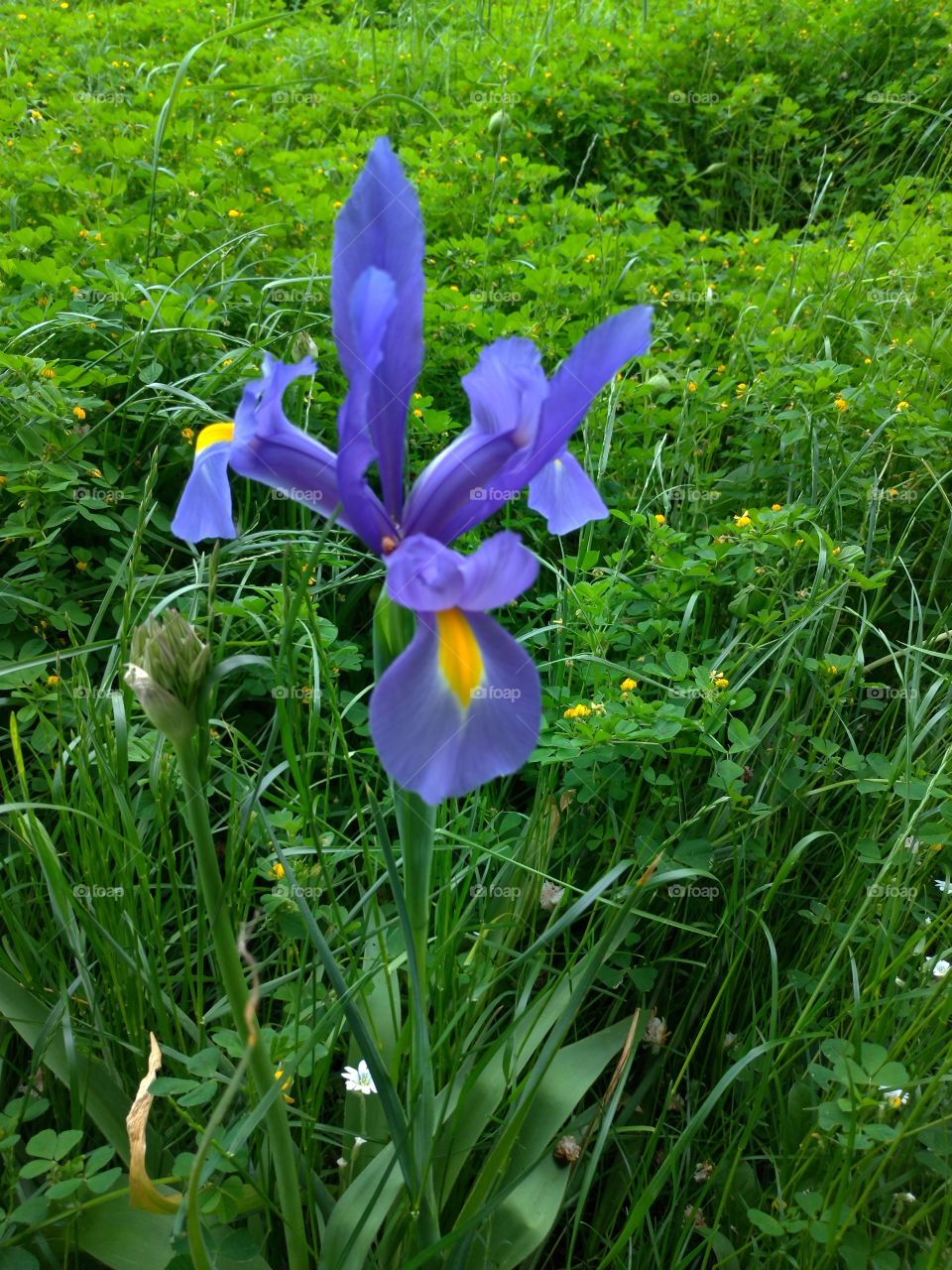 Purple-blue iris