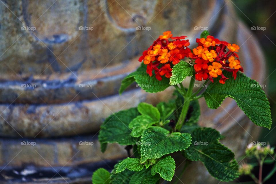 Lantana