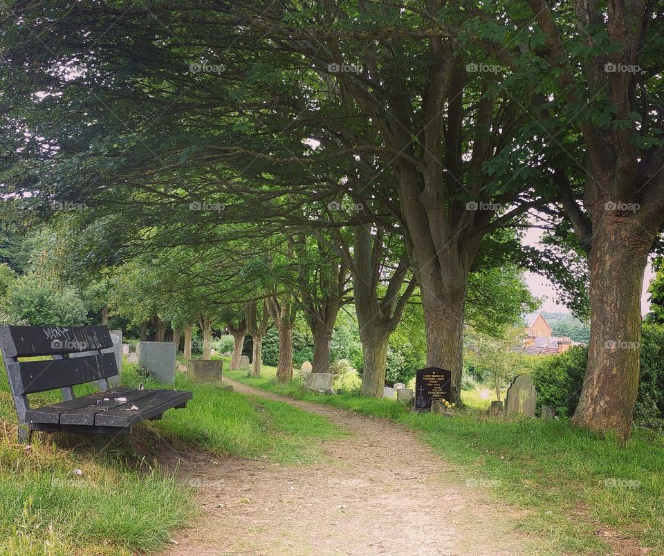 path in graveyard lined with trees and bench on summer day