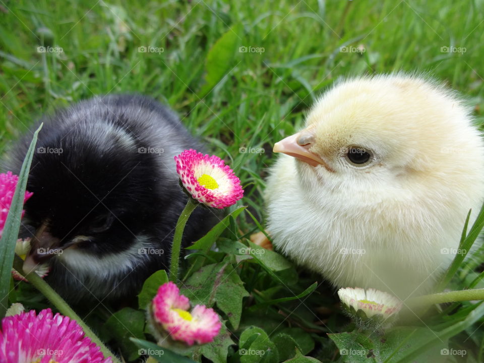 baby chicks