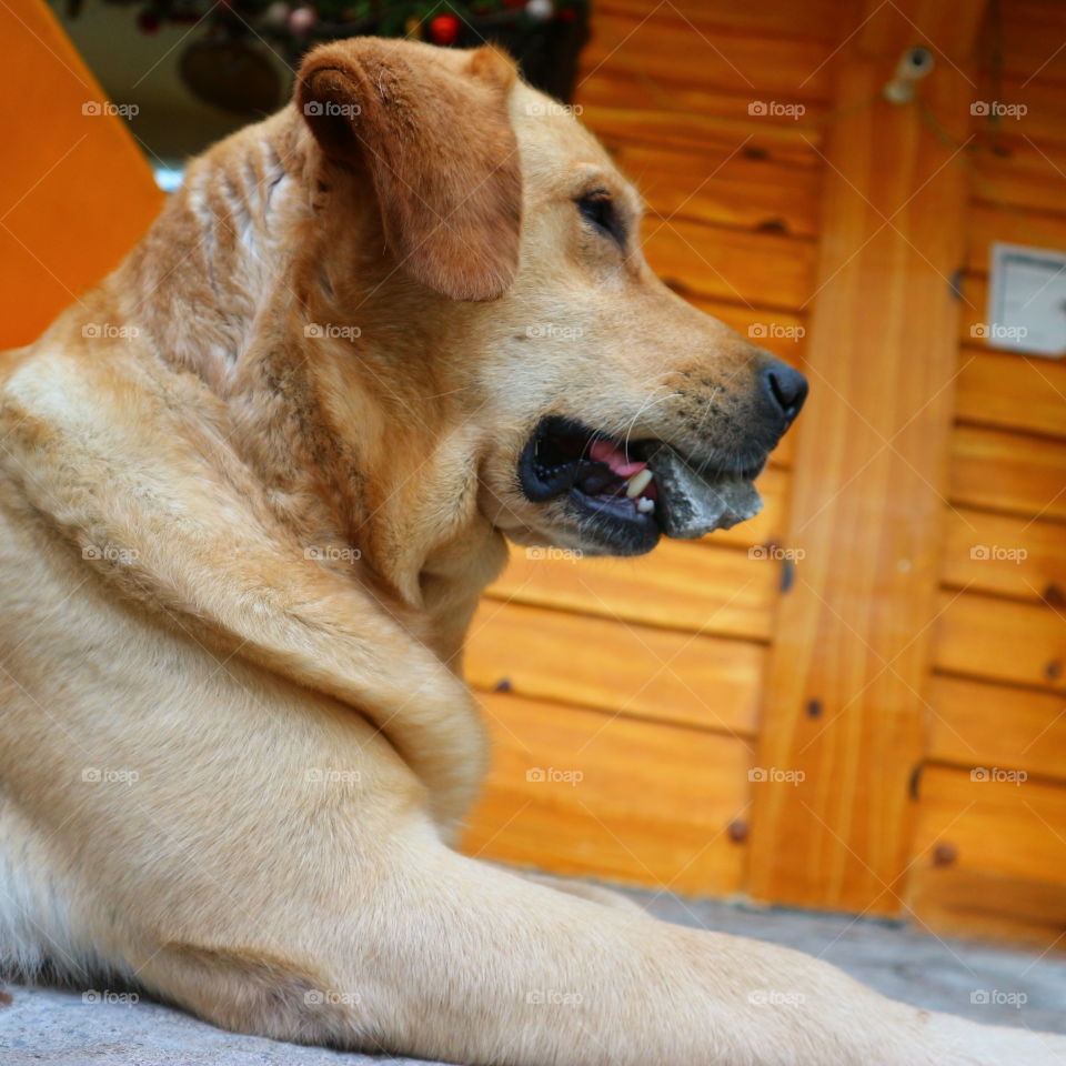 dog biting a stone