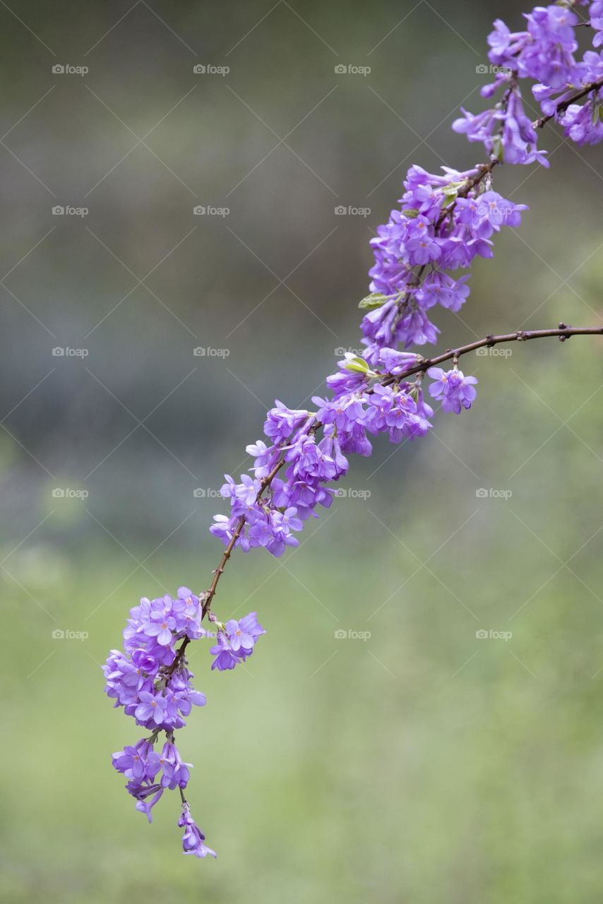 芫花