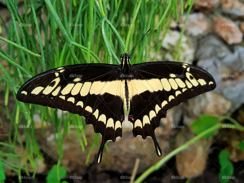 King swallowtail butterfly sitting on leaves