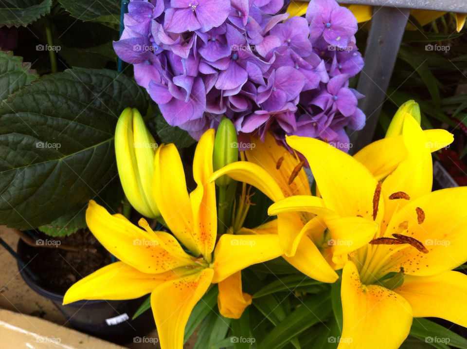 flowers yellow purple by tplips01