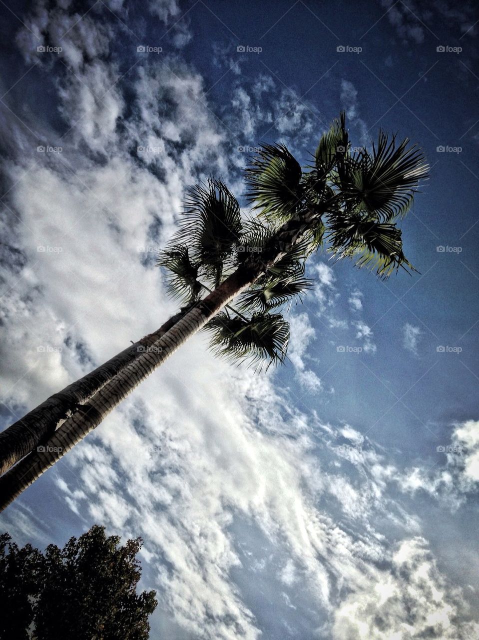 sky palm trees los angeles by DeeSidhu